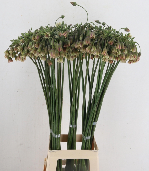 <h4>NECT SICULUM BULGAR</h4>