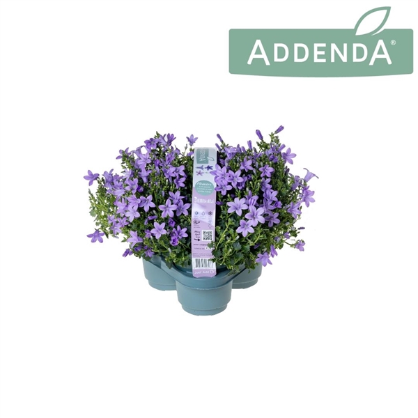 <h4>Campanula Ambella Lavender 3-Pack</h4>