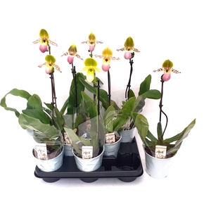 PAPH MULTIFLOWER GEM