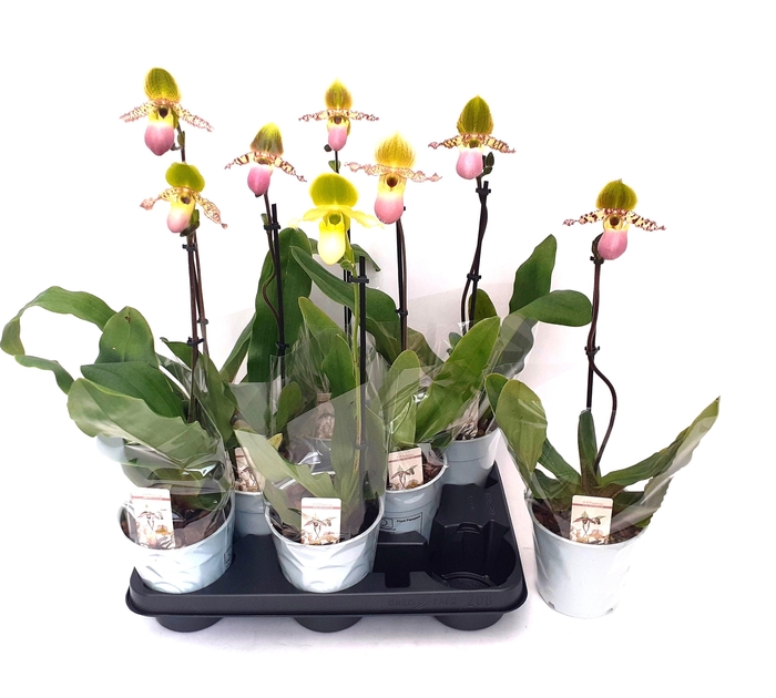 <h4>PAPH MULTIFLOWER GEM</h4>