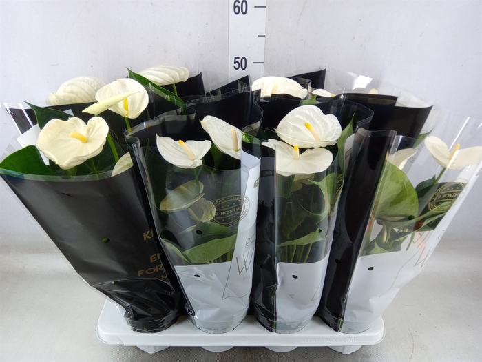 <h4>Anthurium andr. 'Alpine'</h4>