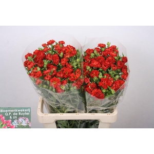 GEUM FIERY TEMPEST