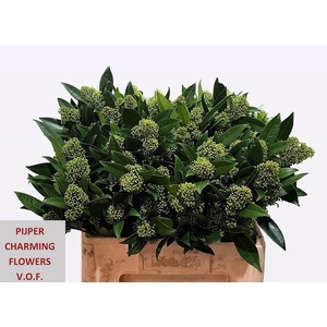 Skimmia con Kew Green pb