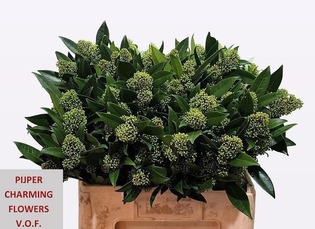 <h4>Skimmia con Kew Green pb</h4>