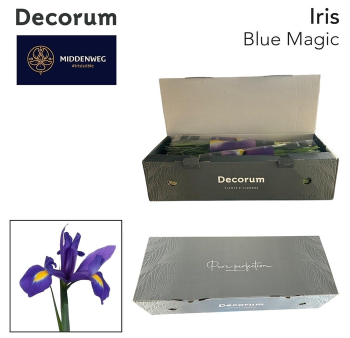 <h4>Iris Blue Magic Pre-Packed M</h4>