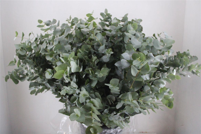 <h4>Euca Cinerea 400gr P Bunch</h4>