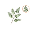 Silk Fern Dauallia Green 107cm
