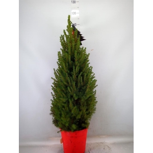 Picea glauca 'Conica'
