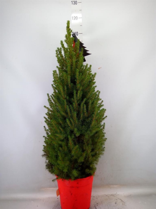 <h4>Picea glauca 'Conica'</h4>