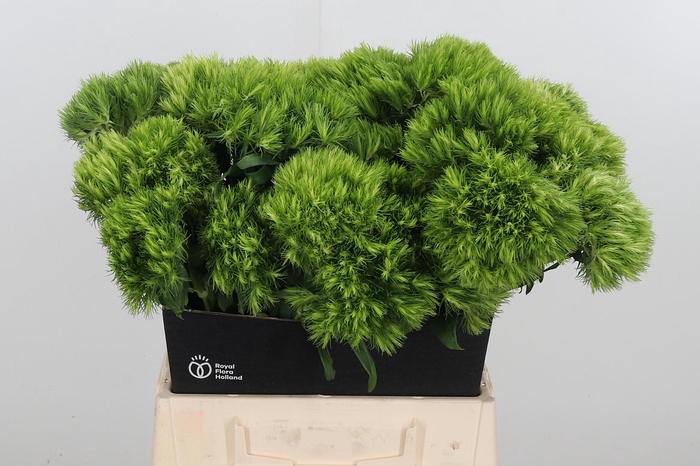 <h4>Di Barb Green Wicky</h4>