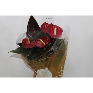 ANTHURIUM DELICATA P17