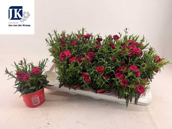 <h4>DIAN OSC DARK RED</h4>