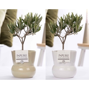 Olea Europaea in P&PURE Plant Vase Maxima ass. 2