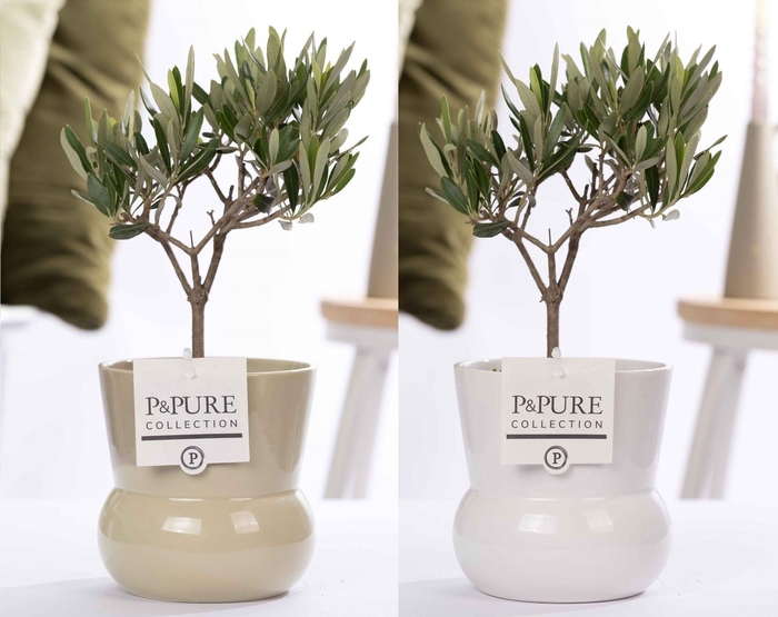 <h4>Olea Europaea in P&PURE Plant Vase Maxima ass. 2</h4>