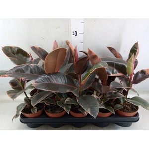 Ficus elastica 'Belize'