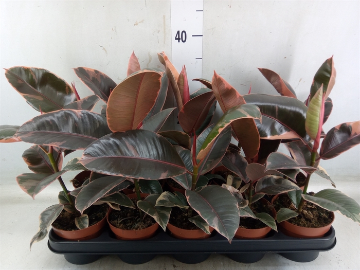 <h4>Ficus elastica 'Belize'</h4>