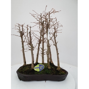 Pseudolarix group, 7 stem