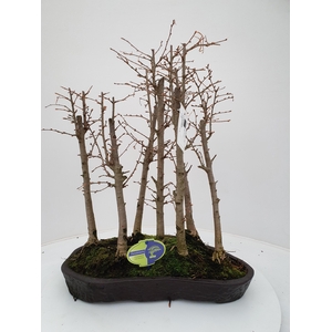 Pseudolarix group, 7 stem