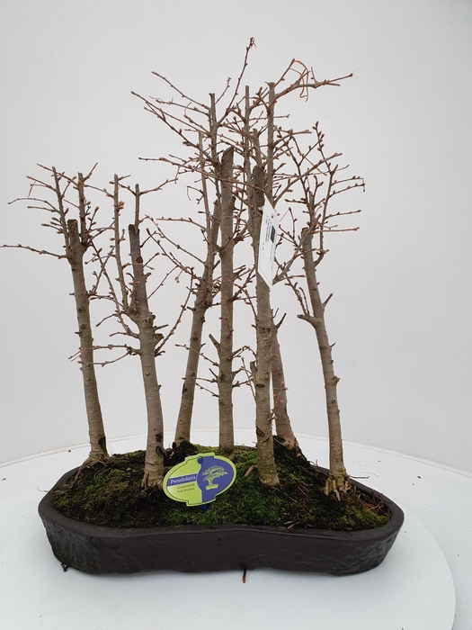 <h4>Pseudolarix group, 7 stem</h4>