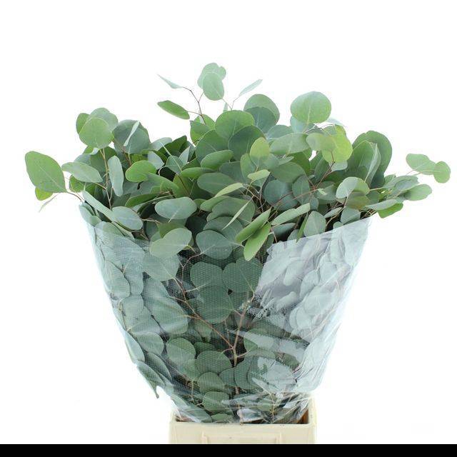 <h4>EUC POLYANTHEMO P BS</h4>