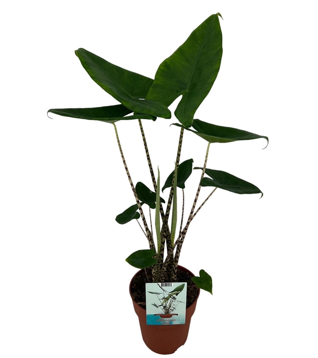 <h4>Alocasia Zebrina P19</h4>