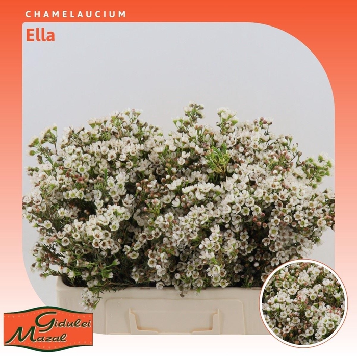 <h4>Chamelaucium Ella</h4>