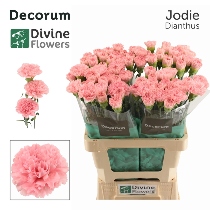 <h4>Di St Jodie Divine</h4>