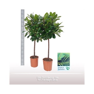 Ficus Cyatistipula op stam