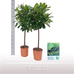 <h4>Ficus Cyatistipula op stam</h4>