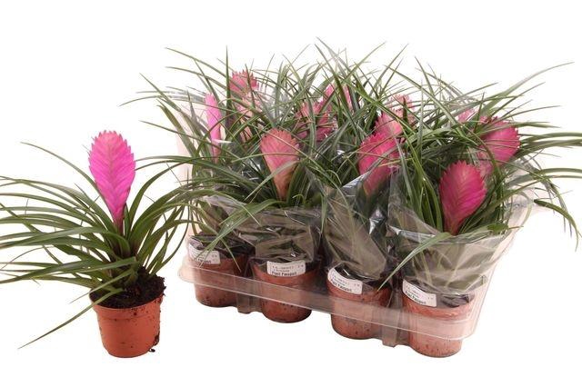 <h4>Till Cyanea</h4>