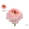 Rosa Garden Green Island Maleica