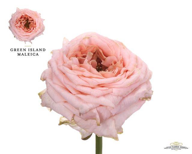 Rosa Garden Green Island Maleica