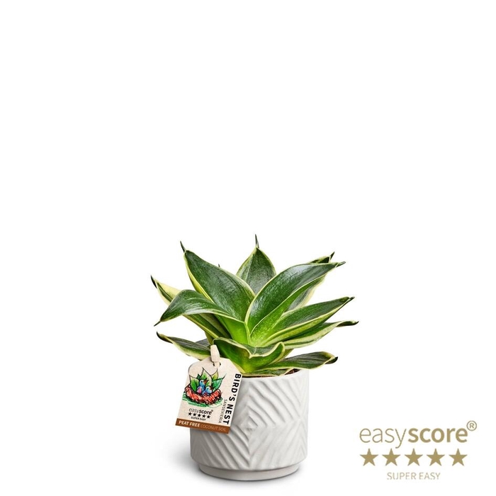 <h4>SANSEVIERIA TRIFASCIATA</h4>