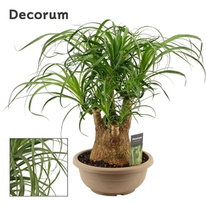 Beaucarnea vertakt 25 cm (Decorum)