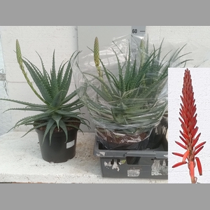 ALOE ARBORESCENS