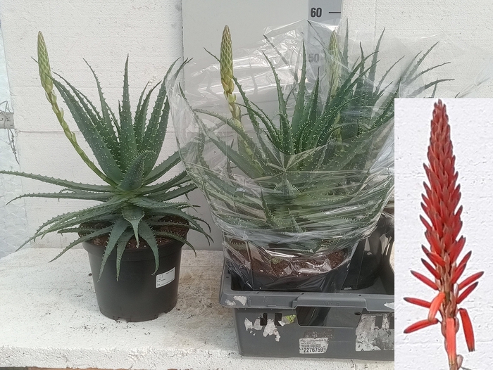 <h4>ALOE ARBORESCENS</h4>
