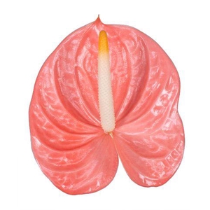 Anthurium Farao