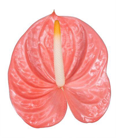 <h4>Anth A Farao 11 cm X40 Oosterzon</h4>