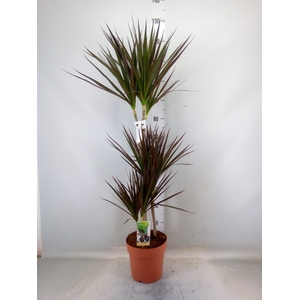 Dracaena marg. 'Magenta'