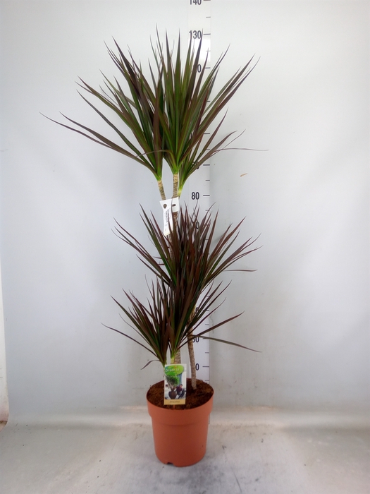 <h4>Dracaena marg. 'Magenta'</h4>