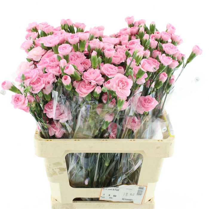 <h4>DI TR LIGHT PINK ACADEMY X25</h4>