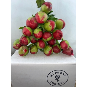 Paeonia Command Performance