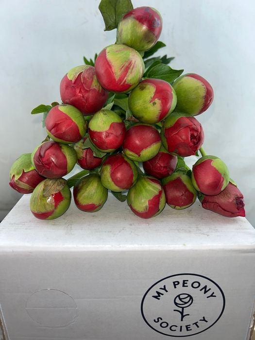 Paeonia Command Performance