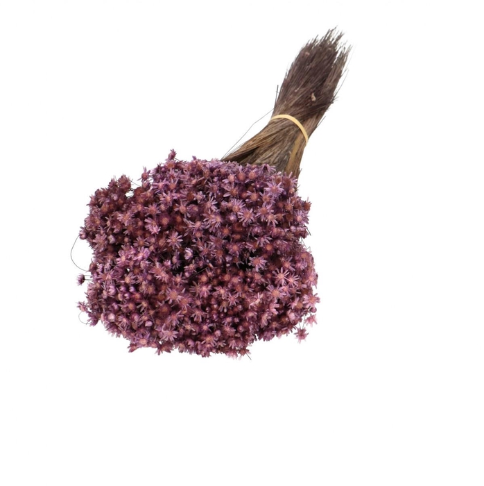 <h4>Dried flowers Glixia 40cm 50g</h4>