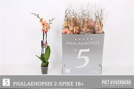 <h4>Phal Ov Oranje 2 Branches 18+</h4>