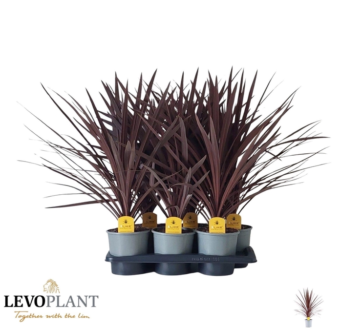 <h4>CORD AUS RED STAR</h4>