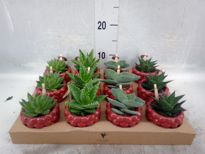 <h4>Succulents   ...mix 3</h4>