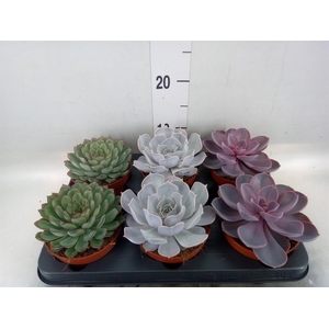 Echeveria   ...mix