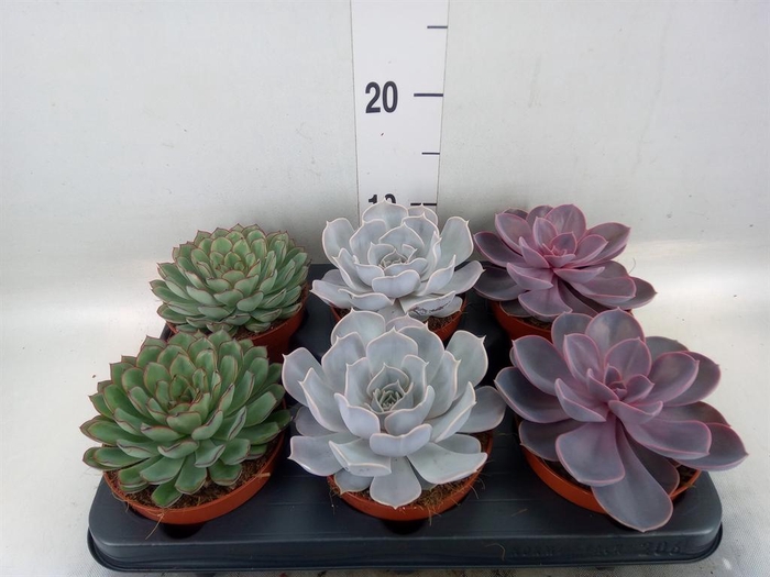 <h4>Echeveria   ...mix</h4>