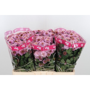 Chr San Aaa Doria Pi